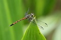 _MG_4147 Agrionoptera insignis